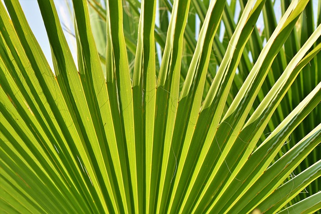 Palm Sunday